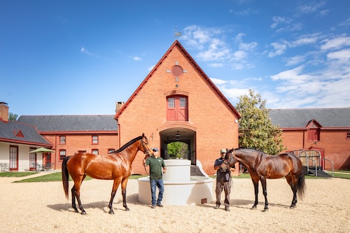 Nydrie - restored courtyard with horses