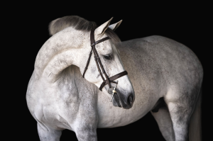 Nicole Shultz Photography 